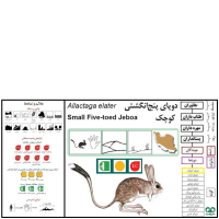 گونه دوپای کوچک Small five – toed jerboa